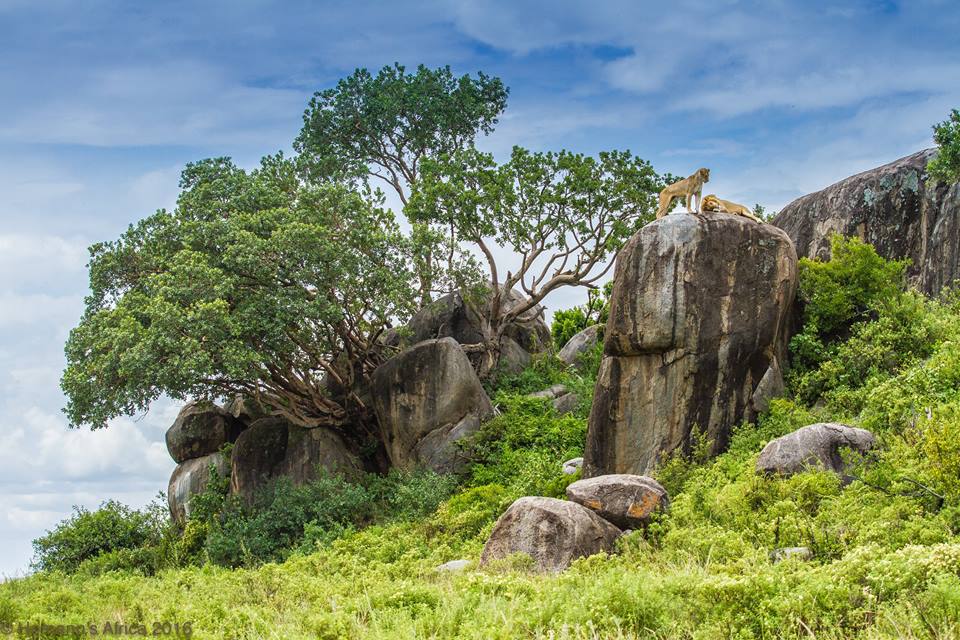 #2. Mating lions on the Serengeti.jpg