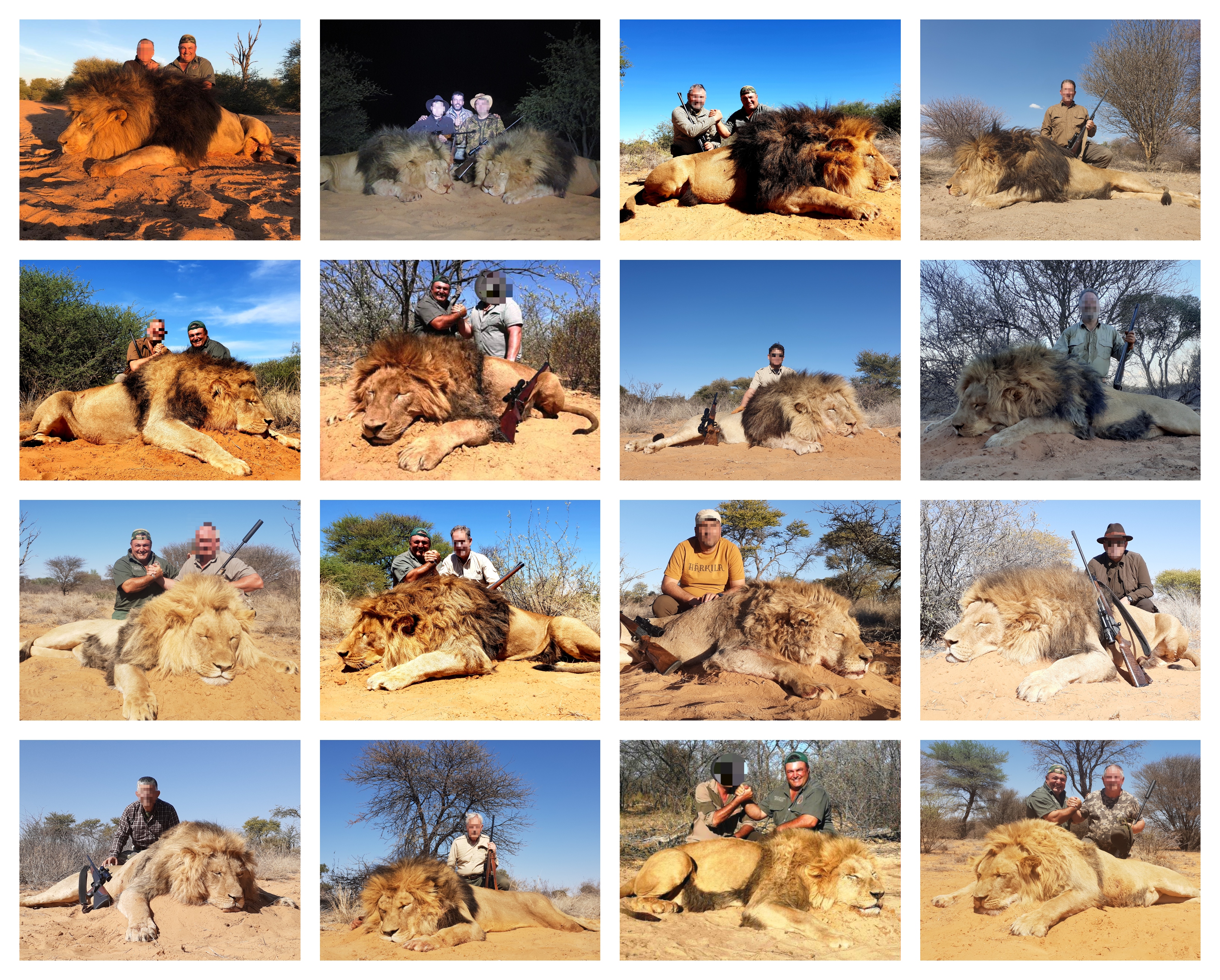 2019 Lion collage.jpg