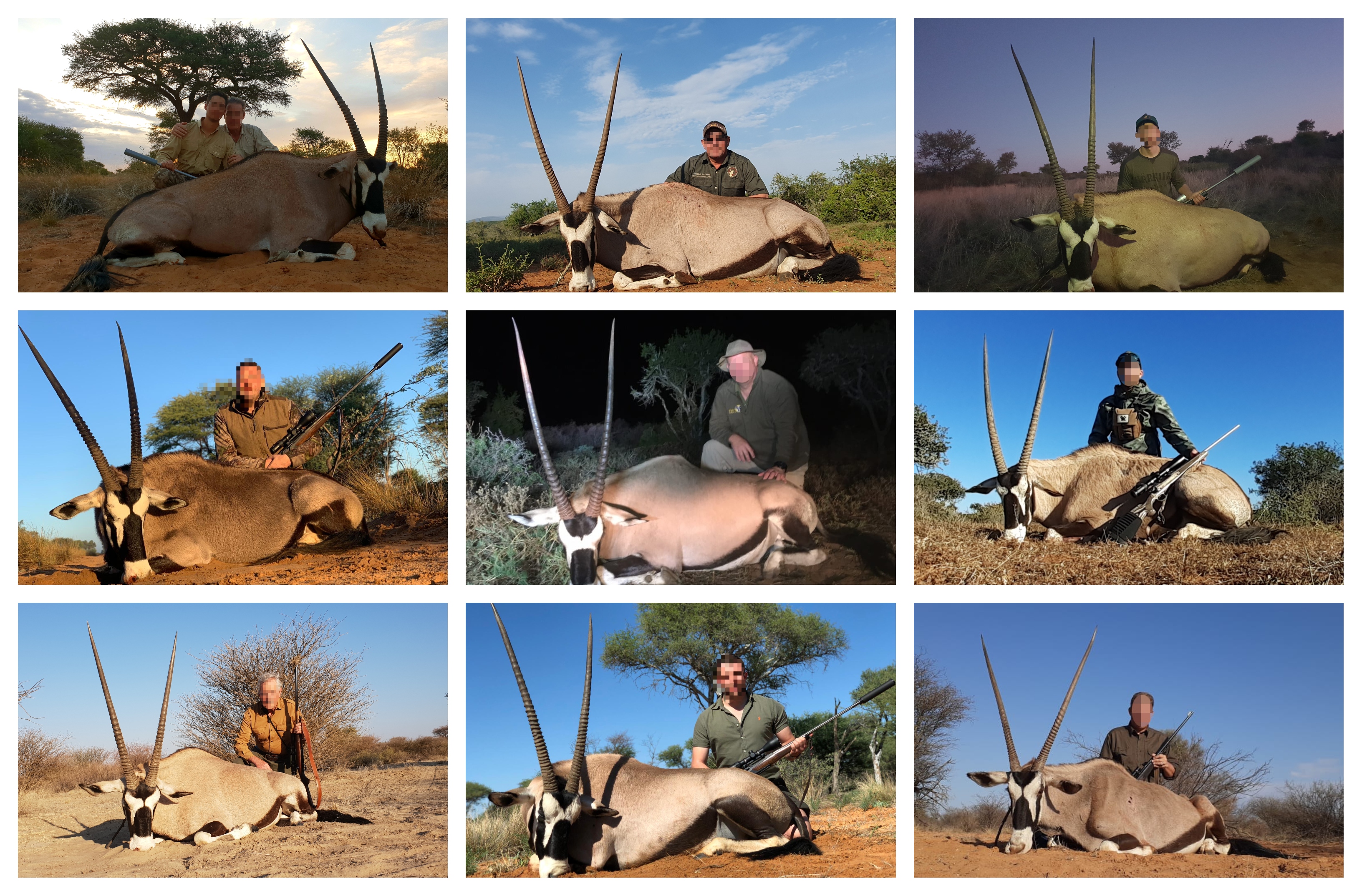 2019 Oryx collage.jpg