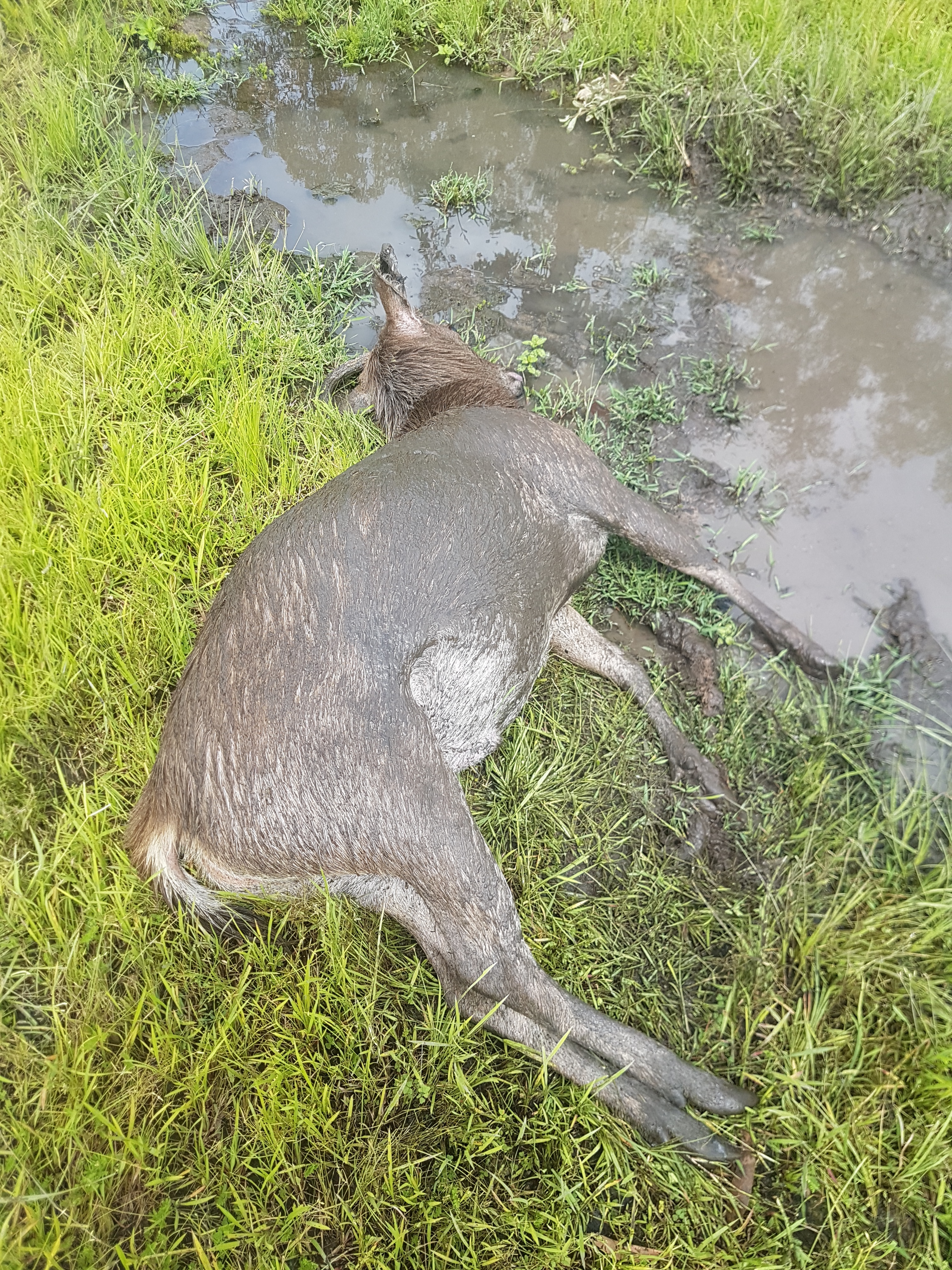 20190301_105227.jpg Rusa deer shot next to his mud hole.jpg