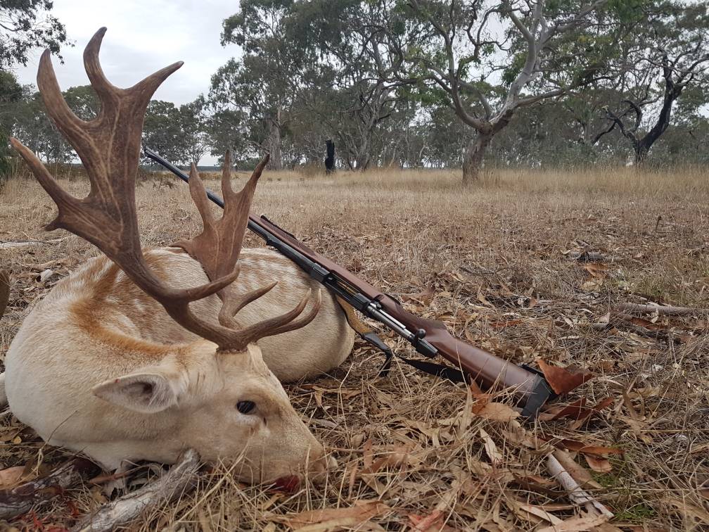 Australia Fallow Deer Hunting Australia Africahunting Com