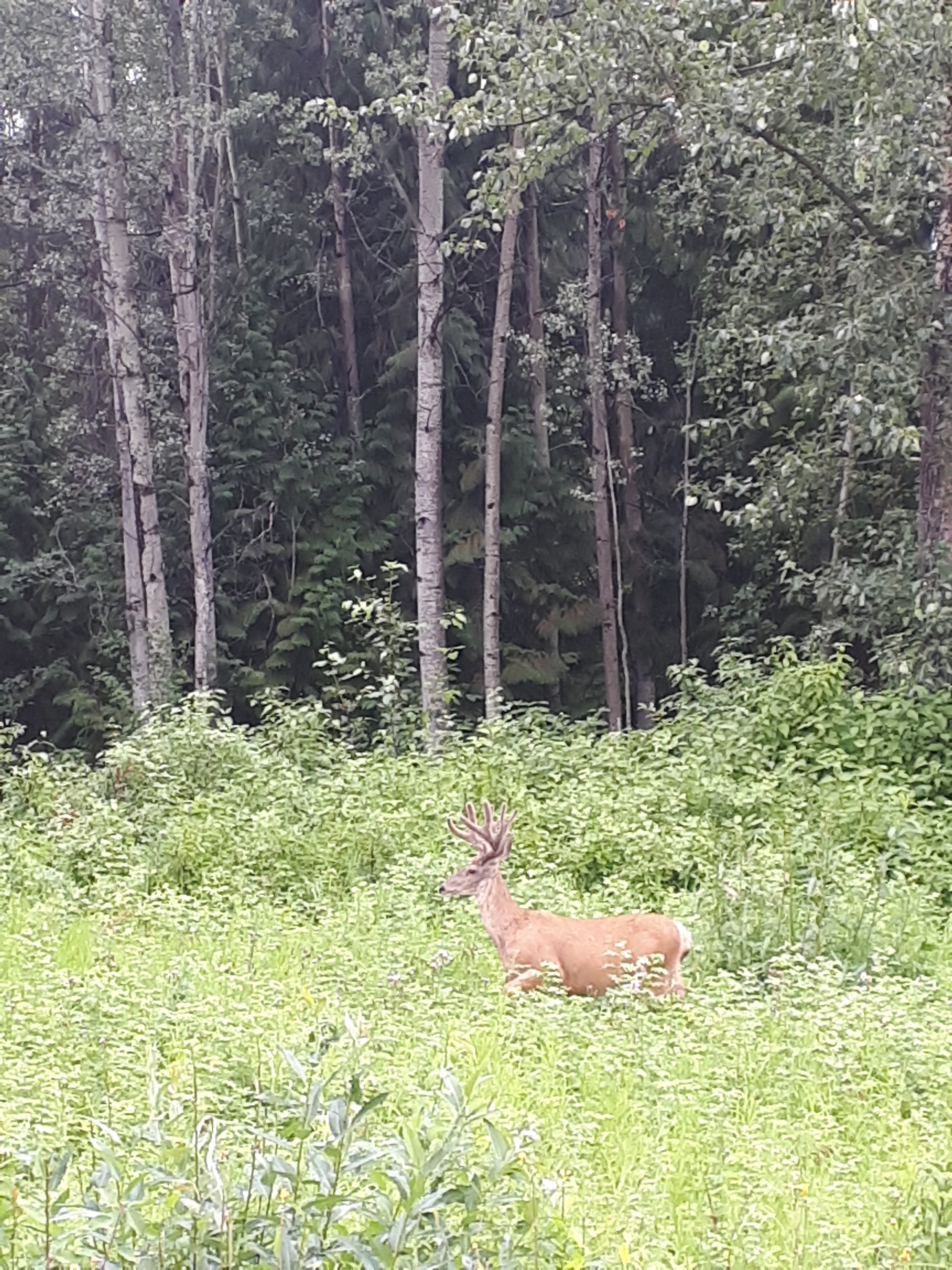 20190727_083721.jpg
