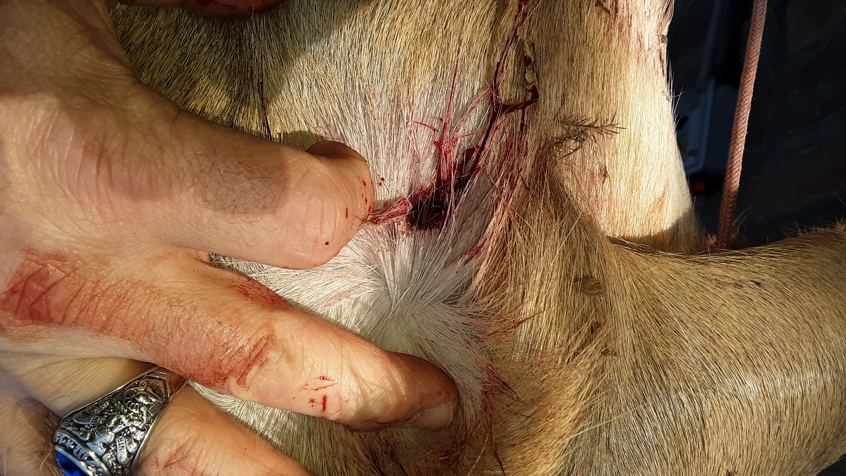 2020 small doe hide on entrance.jpg