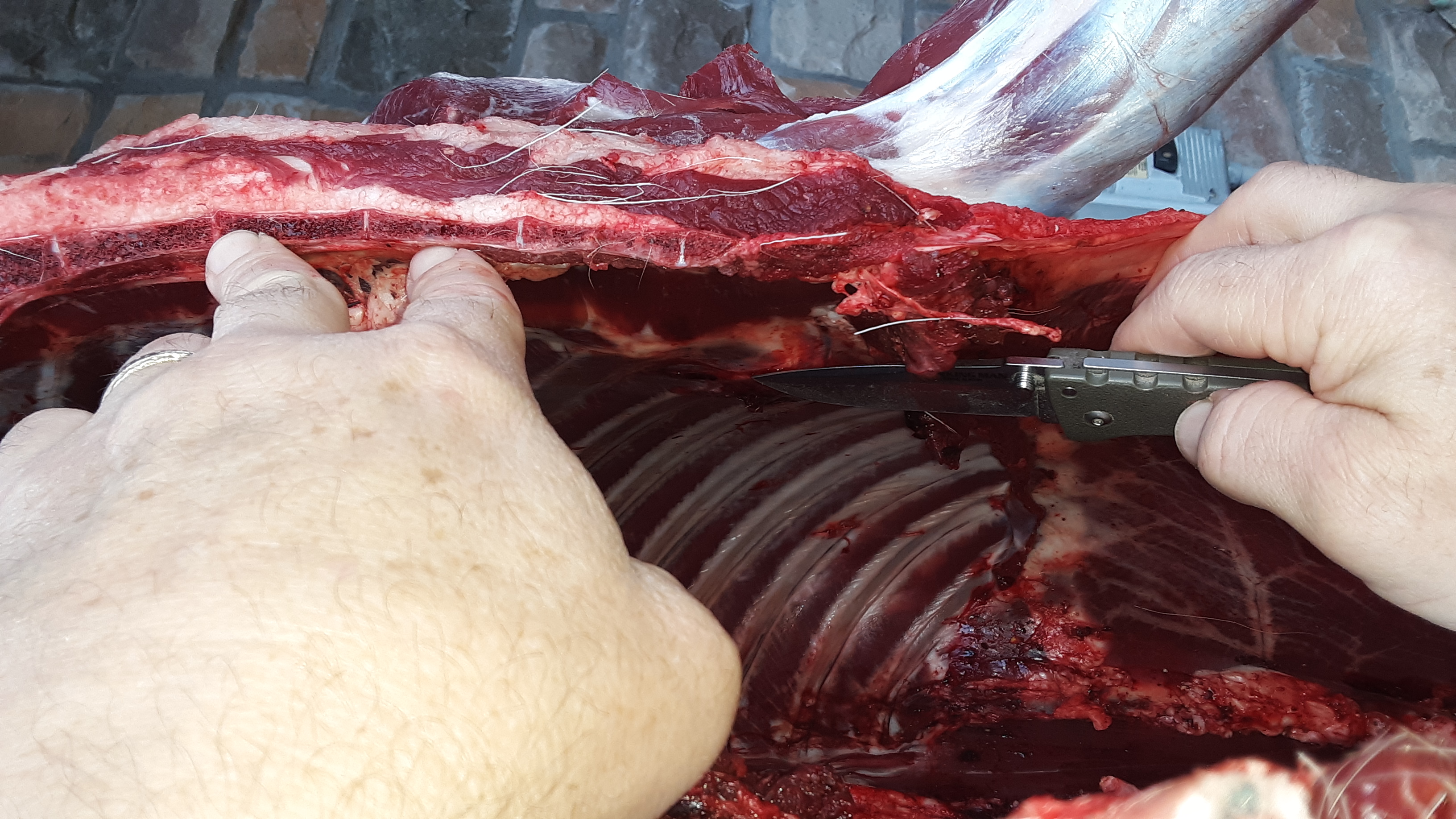 2020 small doe - interior entrance wound.jpg