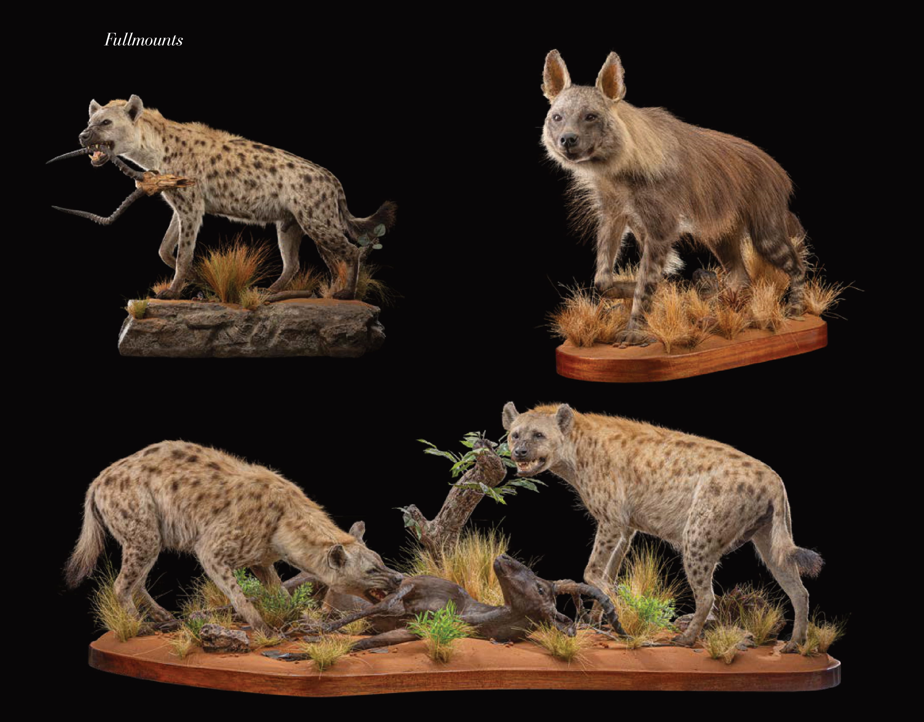 2025-LIFE-FORM TAXIDERMY-14.jpg