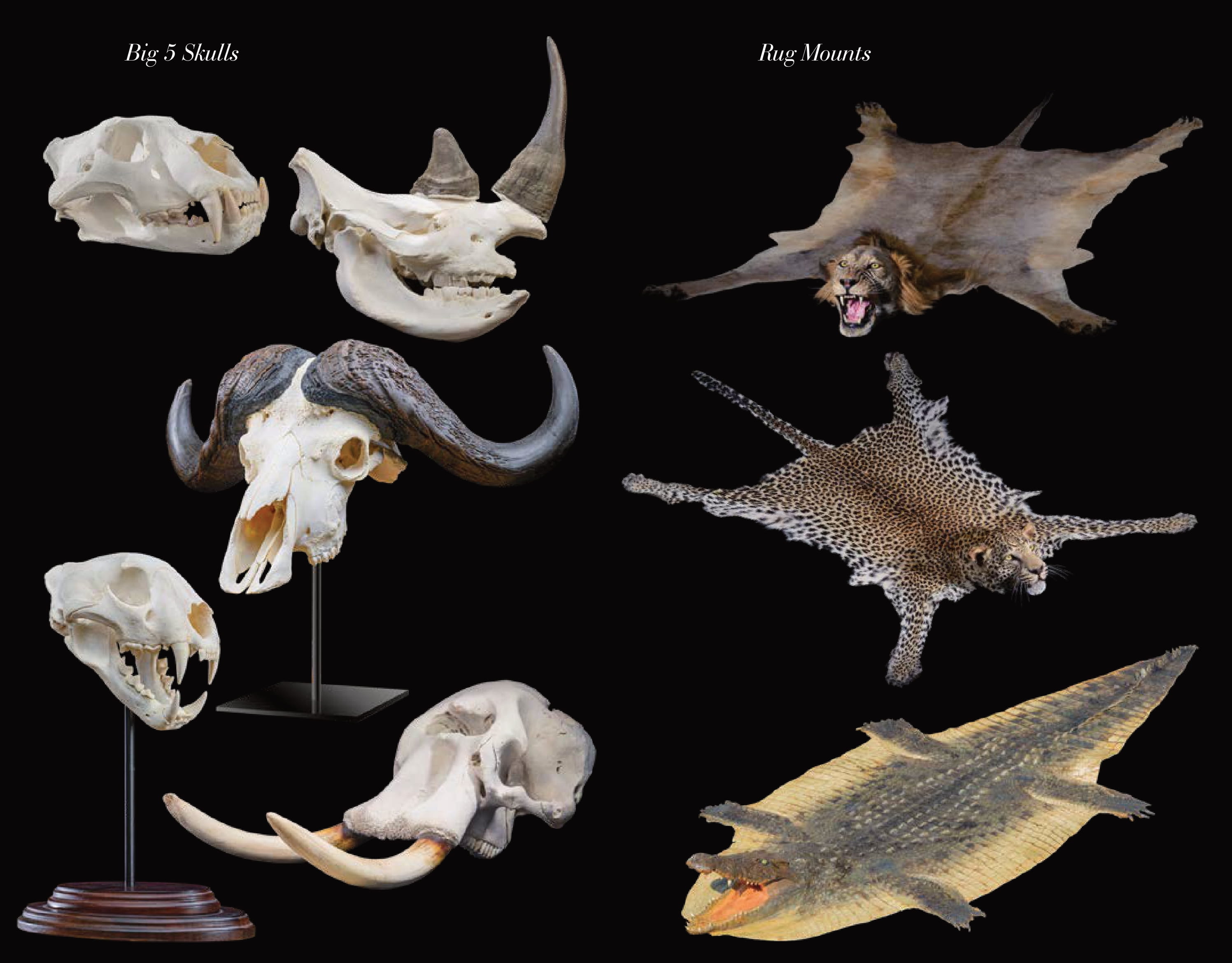 2025-LIFE-FORM TAXIDERMY-41.jpg