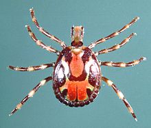 220px-Amblyomma-variegatum-male.jpg