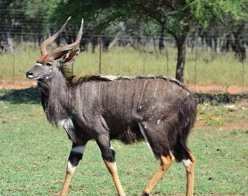 23 inch Nyala.jpg