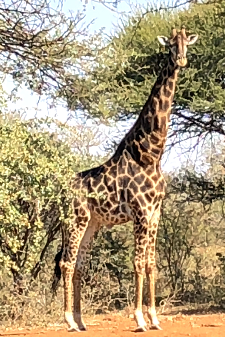 3.0 large giraffe.png