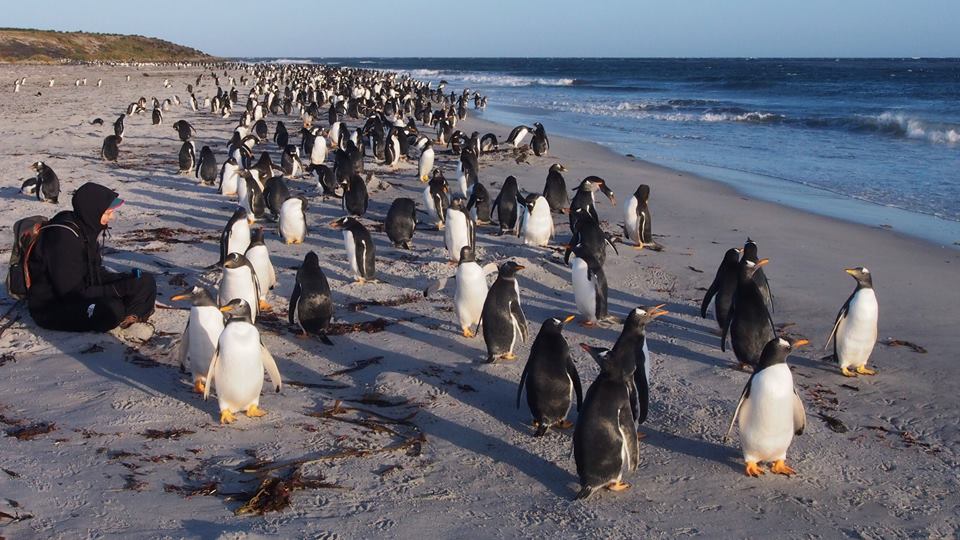 #3. Spending time with Gentoo penguins on Sea Lion Island in the Falklands.jpg