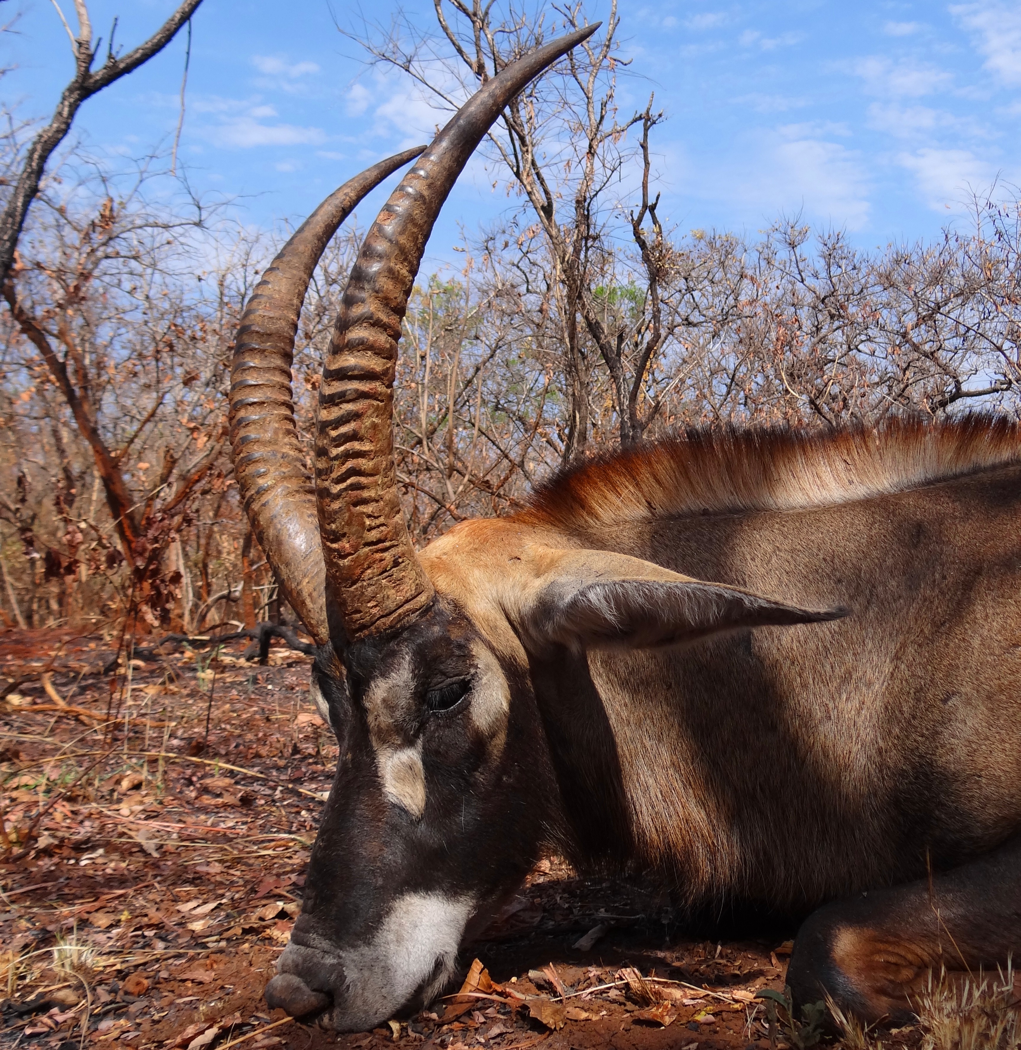 30\'\' almost straight horns.JPG