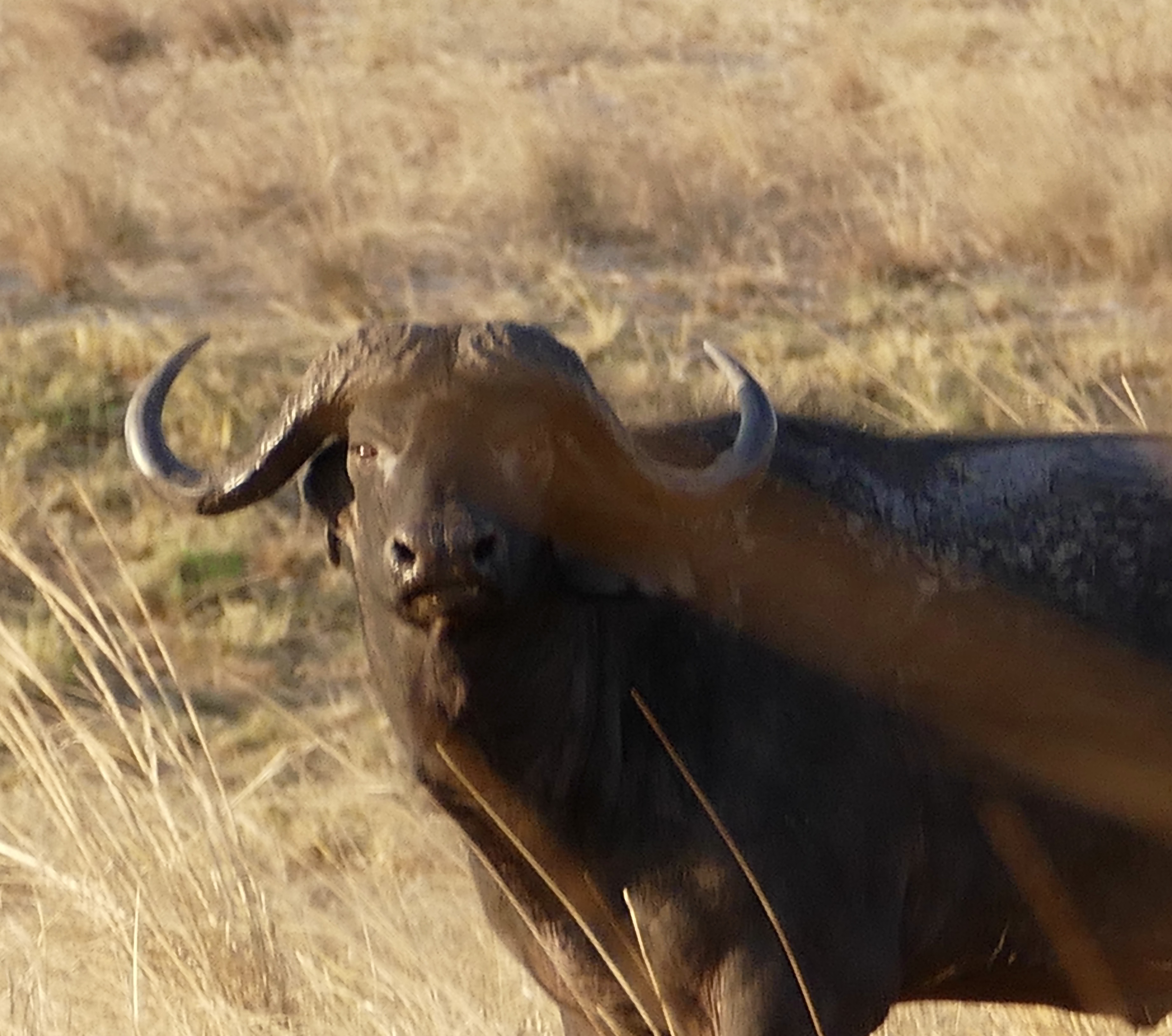 Quotes Cape Buffalo, Heard While I Safari | AfricaHunting.com