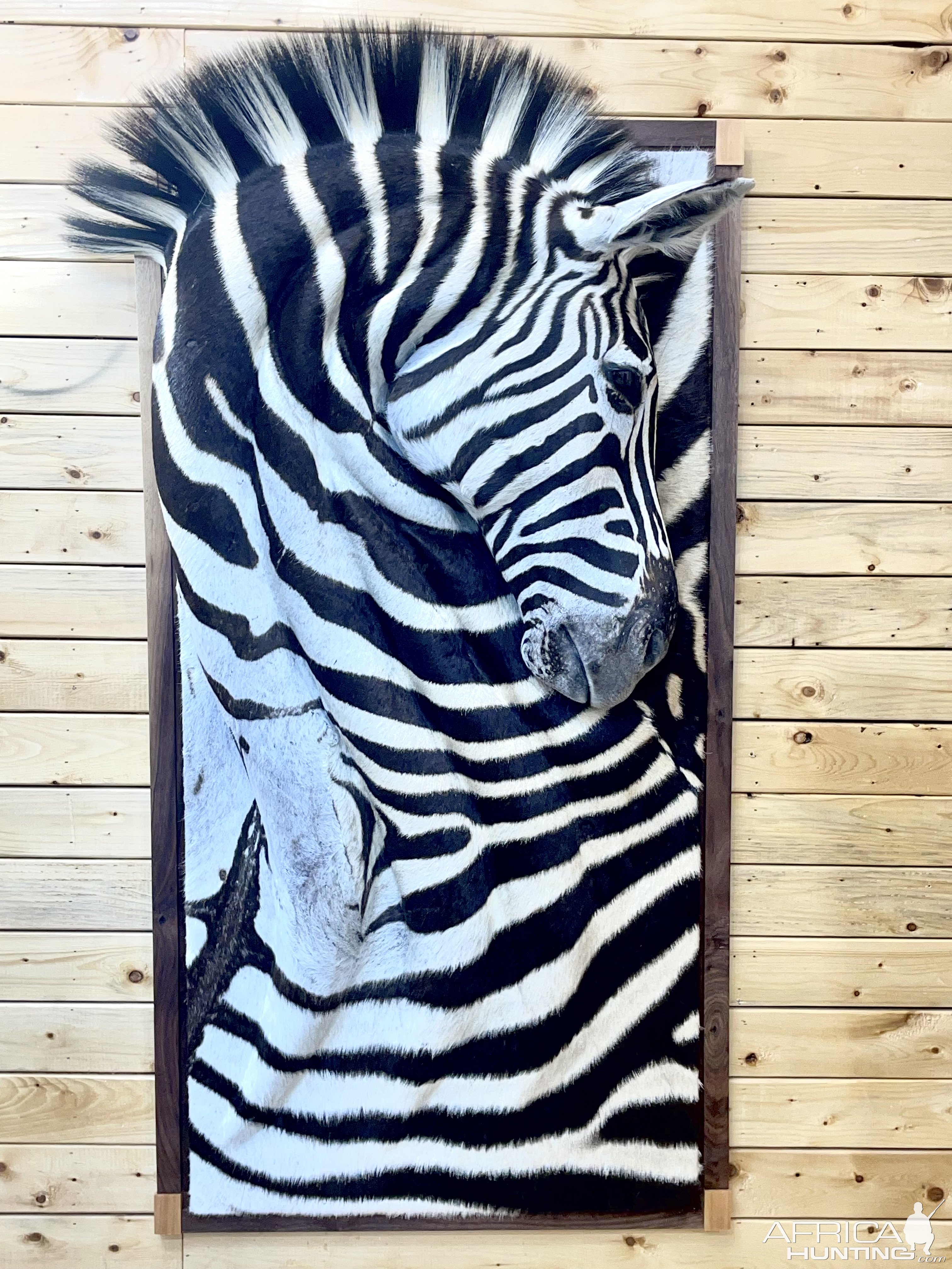 3D Zebra Wall Pedestal Mount.jpeg
