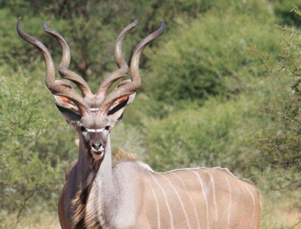 4 horn kudu.jpeg