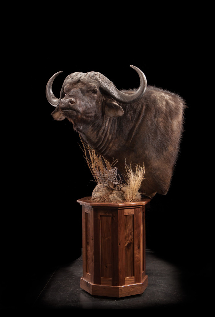 51-Cape-Buffalo-694x1024.jpg