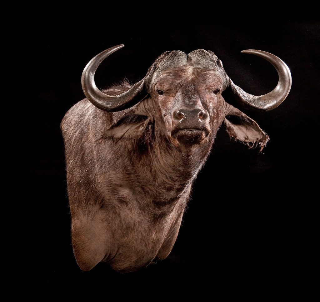 53-Cape-Buffalo-1024x966.jpg