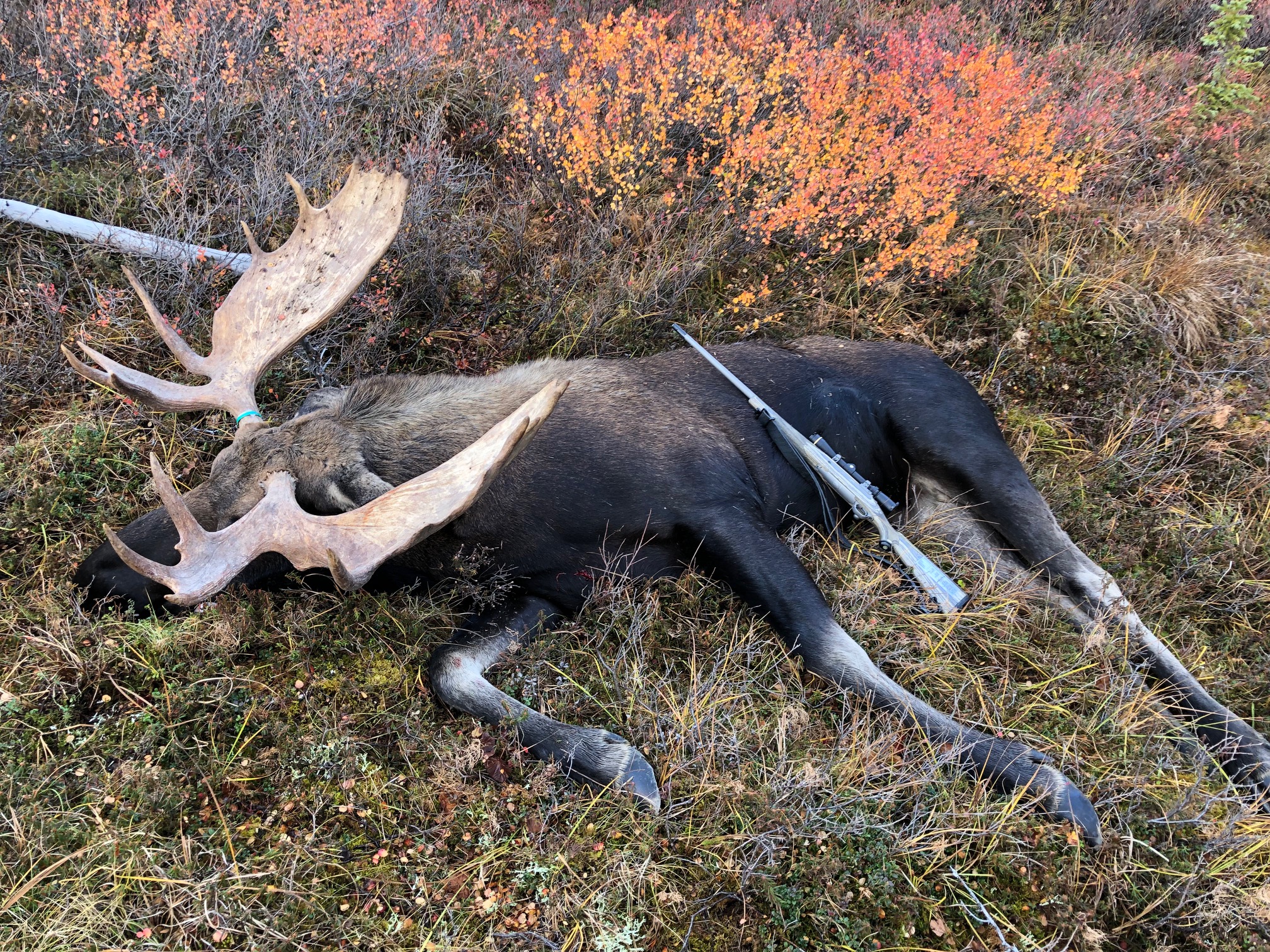 55 inch moose down Sept 20 2022 .jpg
