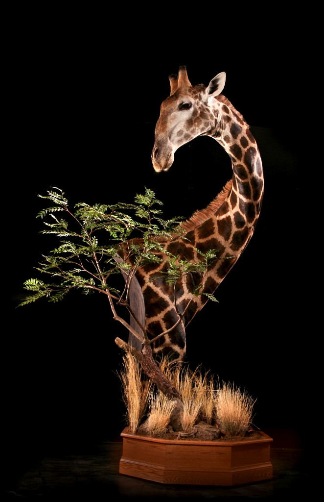 57-Giraffe-662x1024.jpg
