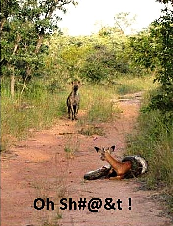 5m python, impala and hiena.jpg