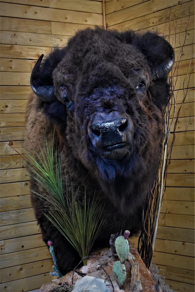 Stunning Bison Floor Pedestal Taxidermy Mount For Sale