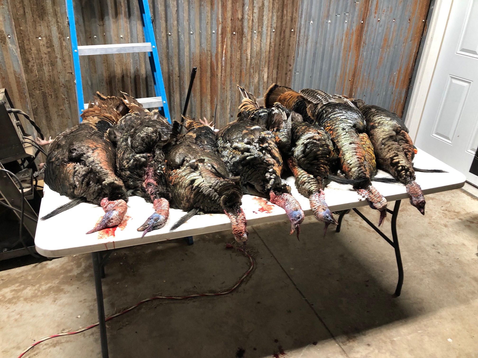 7 turkeys from 5 hunters Day 1 May 3 2022.jpg