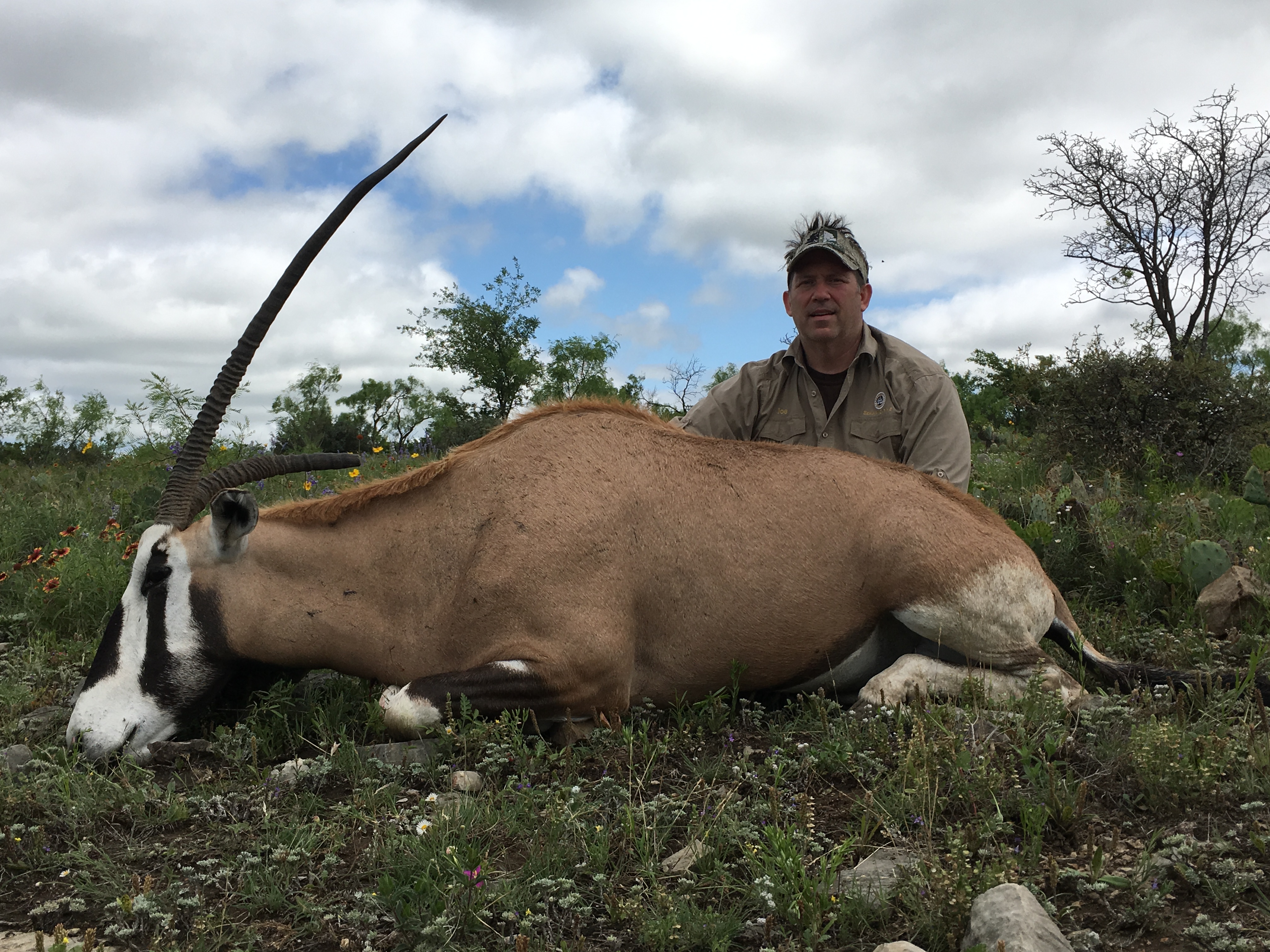 The gemsbok and scimitar horn oryx are apparently kissing cousins and can p...