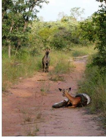 A 5m python catching an impala and a hiena came to investigate the bleating....jpg