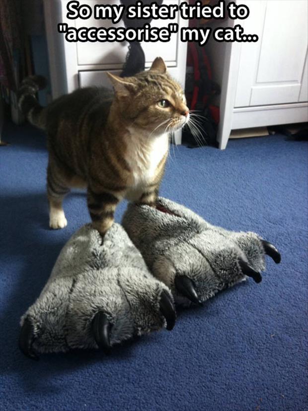 a-funny-cat-slippers.jpg