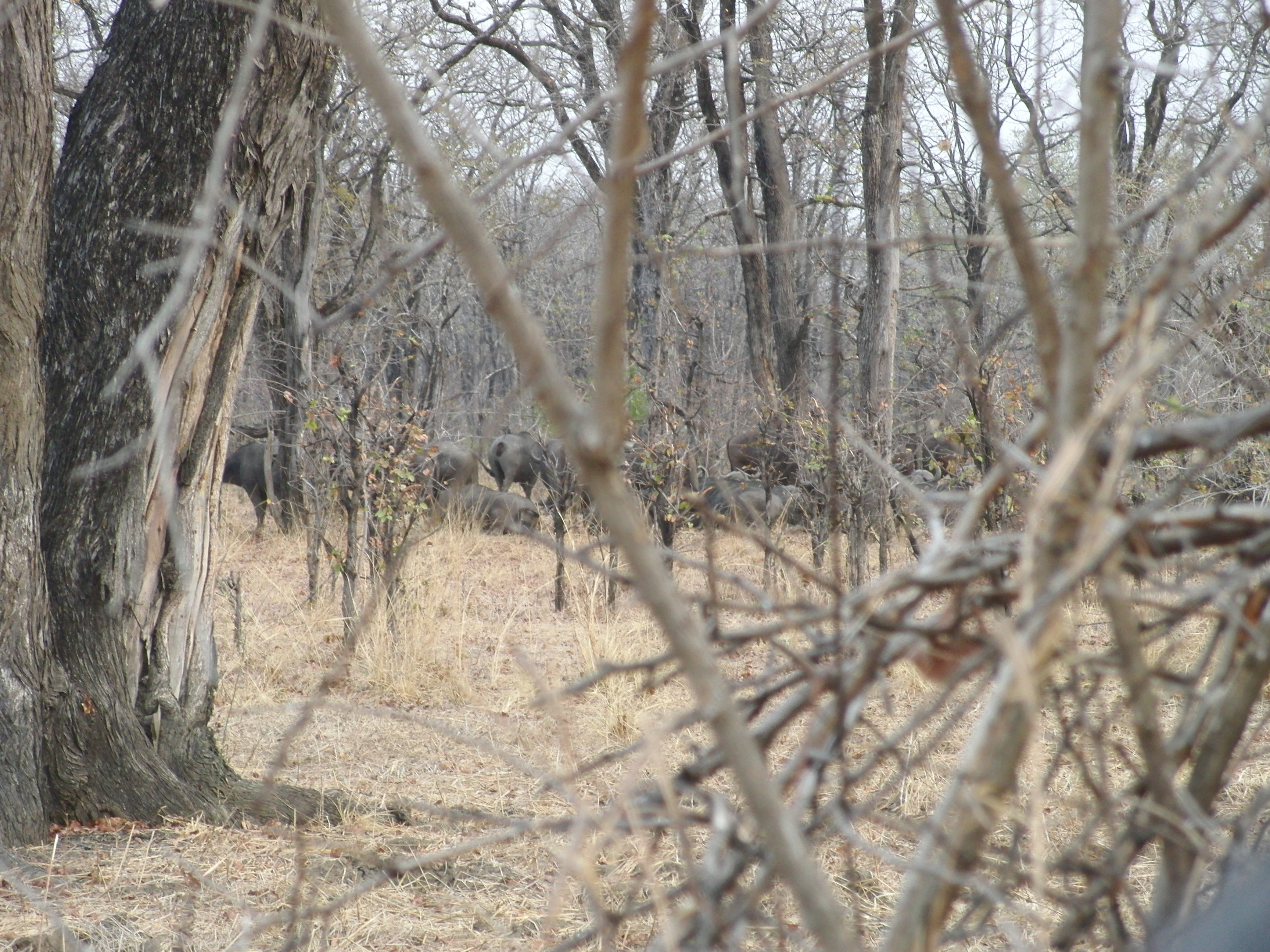 a resting herd.JPG