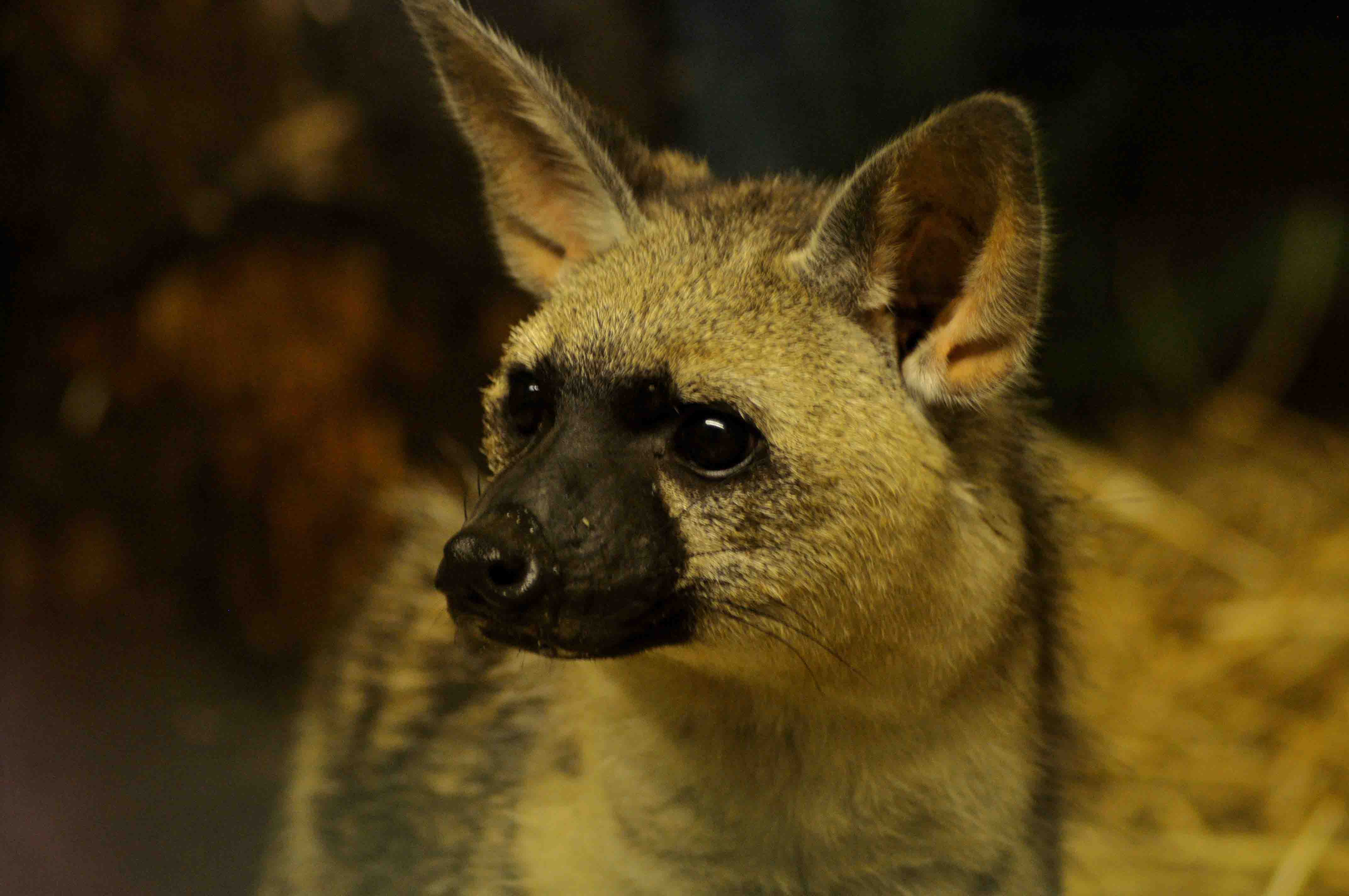 aardwolf-face-pictures.jpg