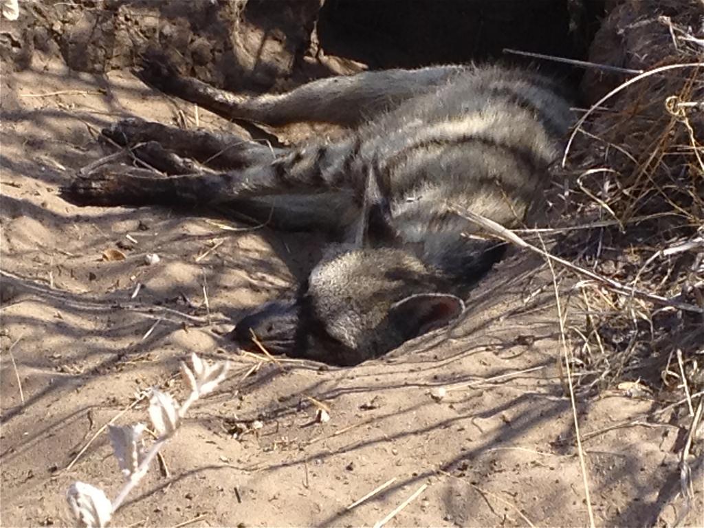 AardwolfSleeping_zps270513af.jpg