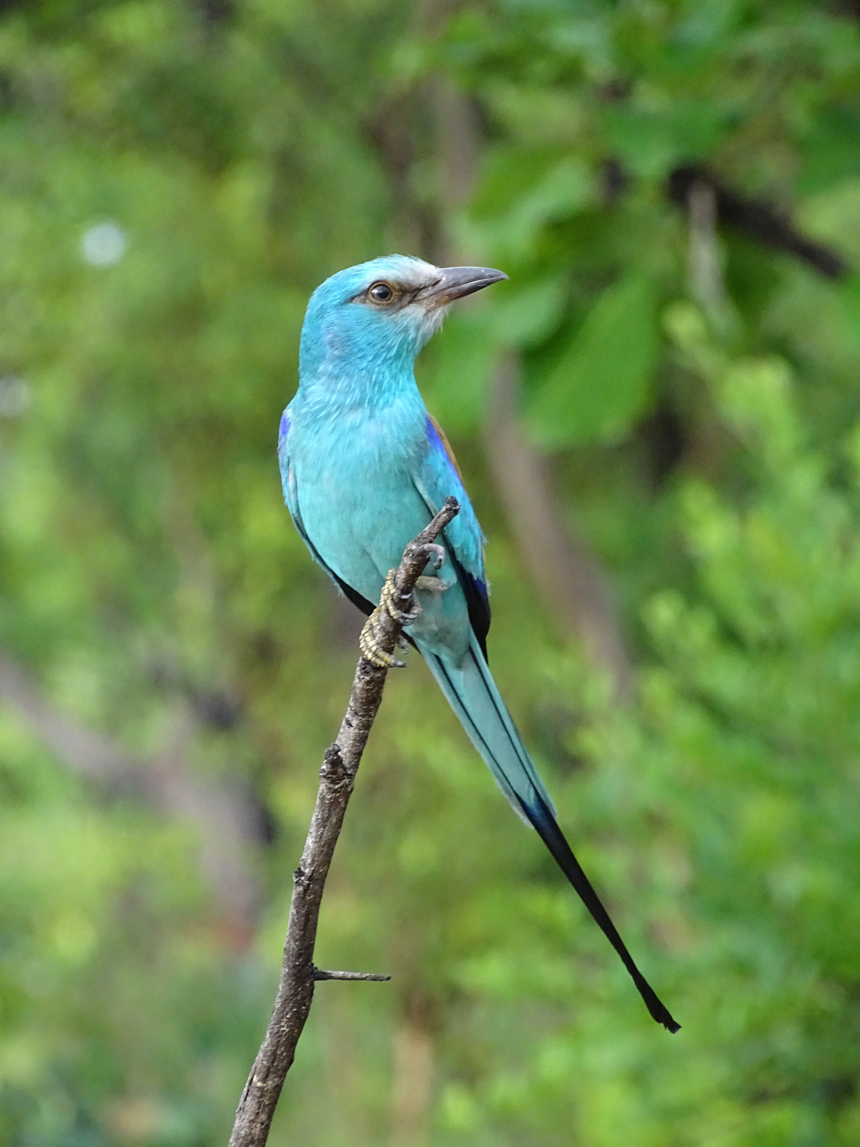 abyssinian roller.JPG