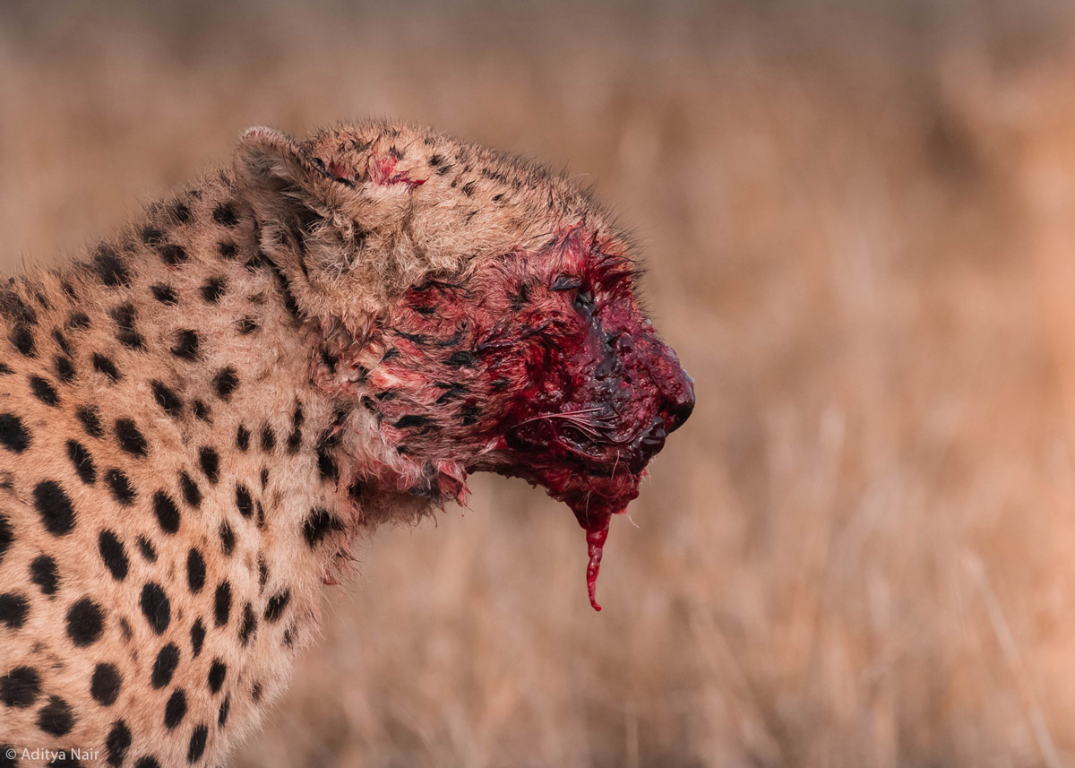 Aditya-Nair-cheetah-blood-face-Maasai-Mara-Kenya-1.jpg