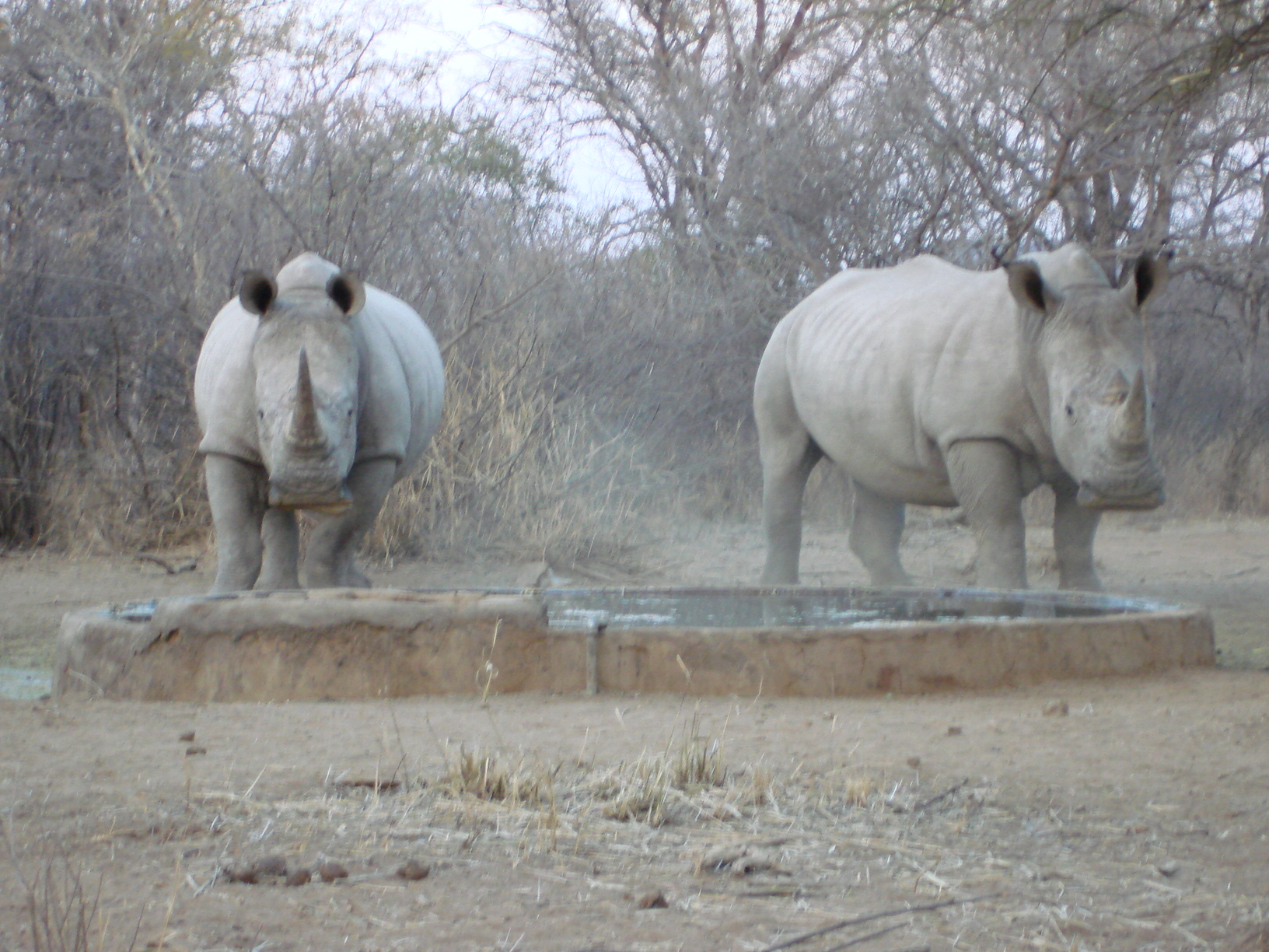 Africa Pix 2008 265.jpg