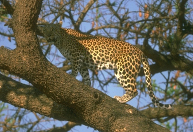 african-leopard-3-122816.jpg