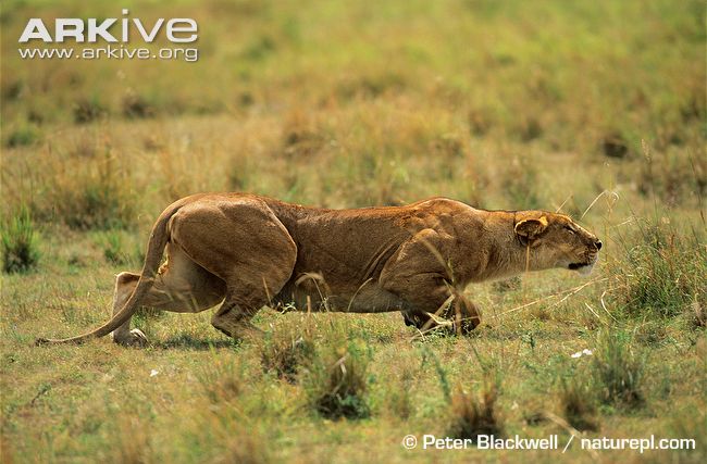 African-lioness-stalking.jpg