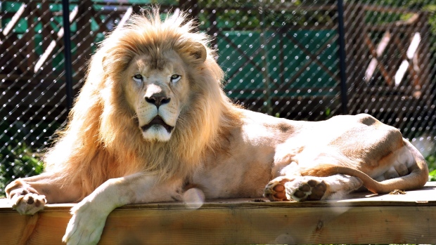 african-white-lion-male.jpg