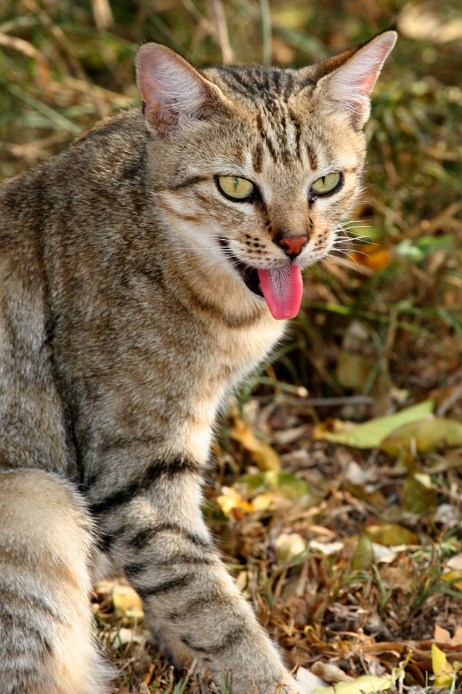 african-wild-cat1.jpg