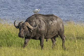 African_buffalo_(Syncerus_caffer_caffer)_male_with_cattle_egret.jpg