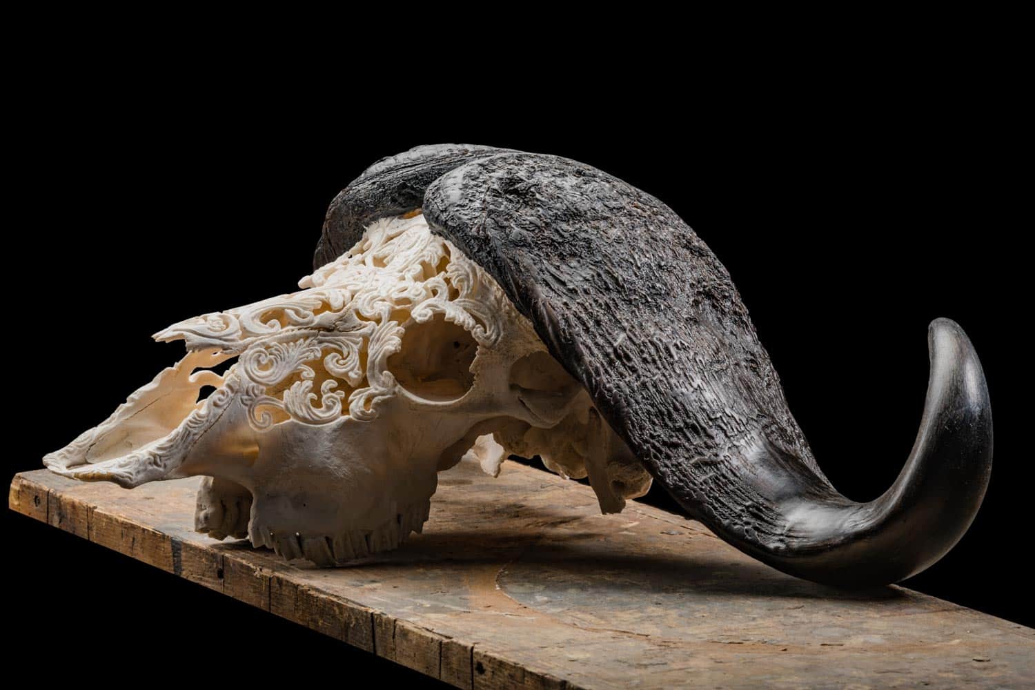 African_Buffalo_Skull_Carved_20190503_0071.jpeg