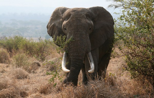 African_elephant.jpg