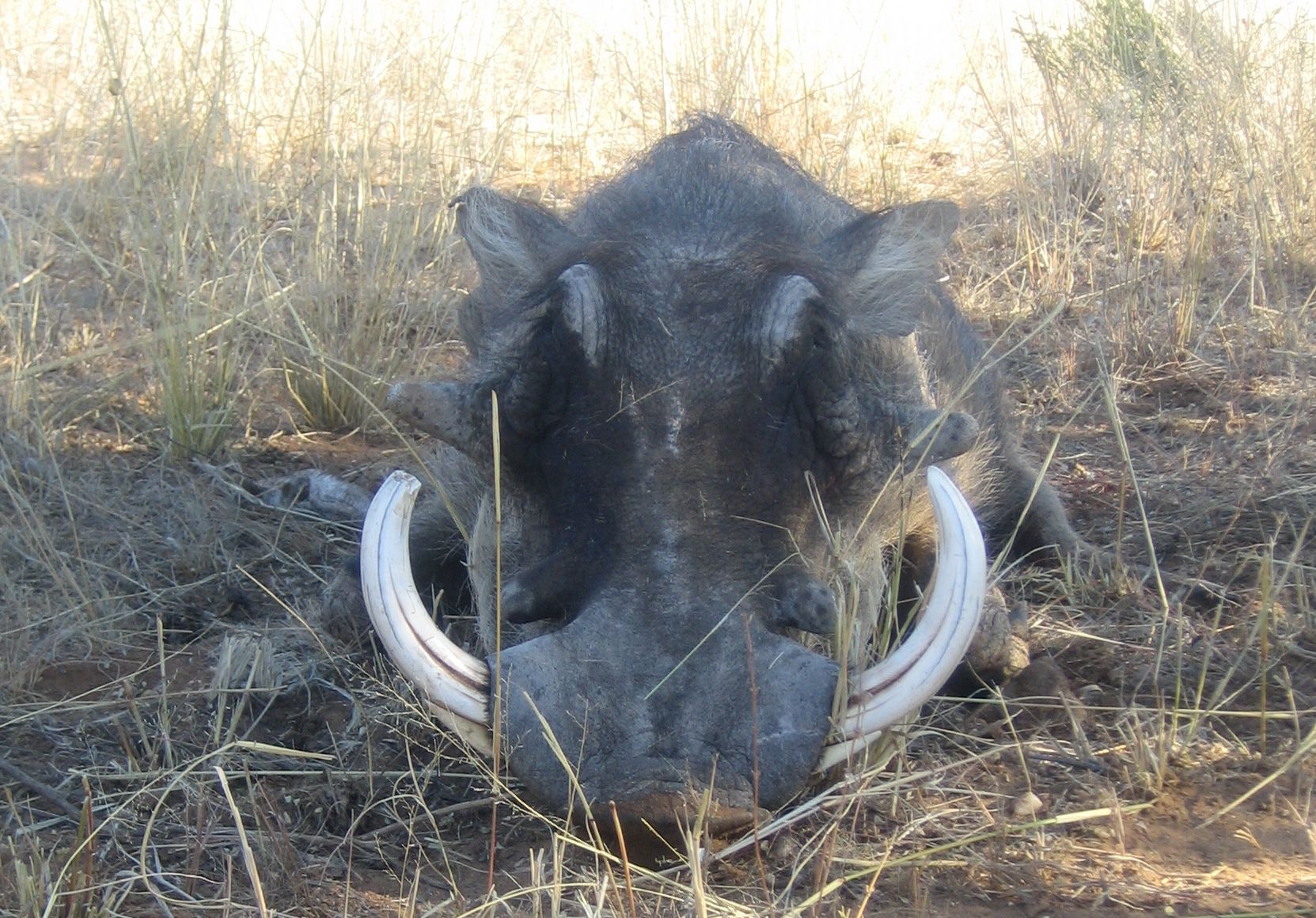 Afrika Canon  7-2010 warthog groß.jpg