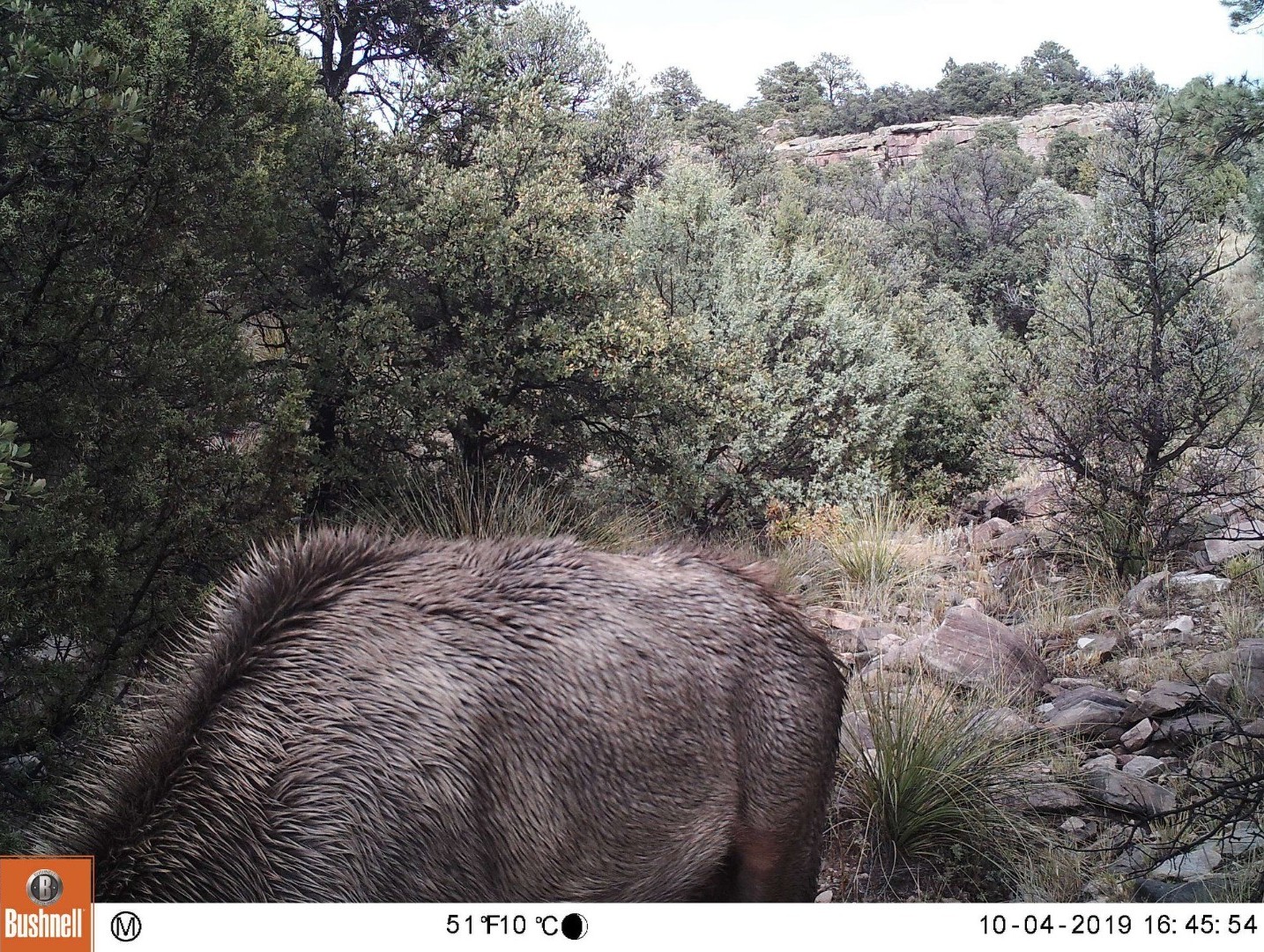 AH_Elk_Cougar.jpeg