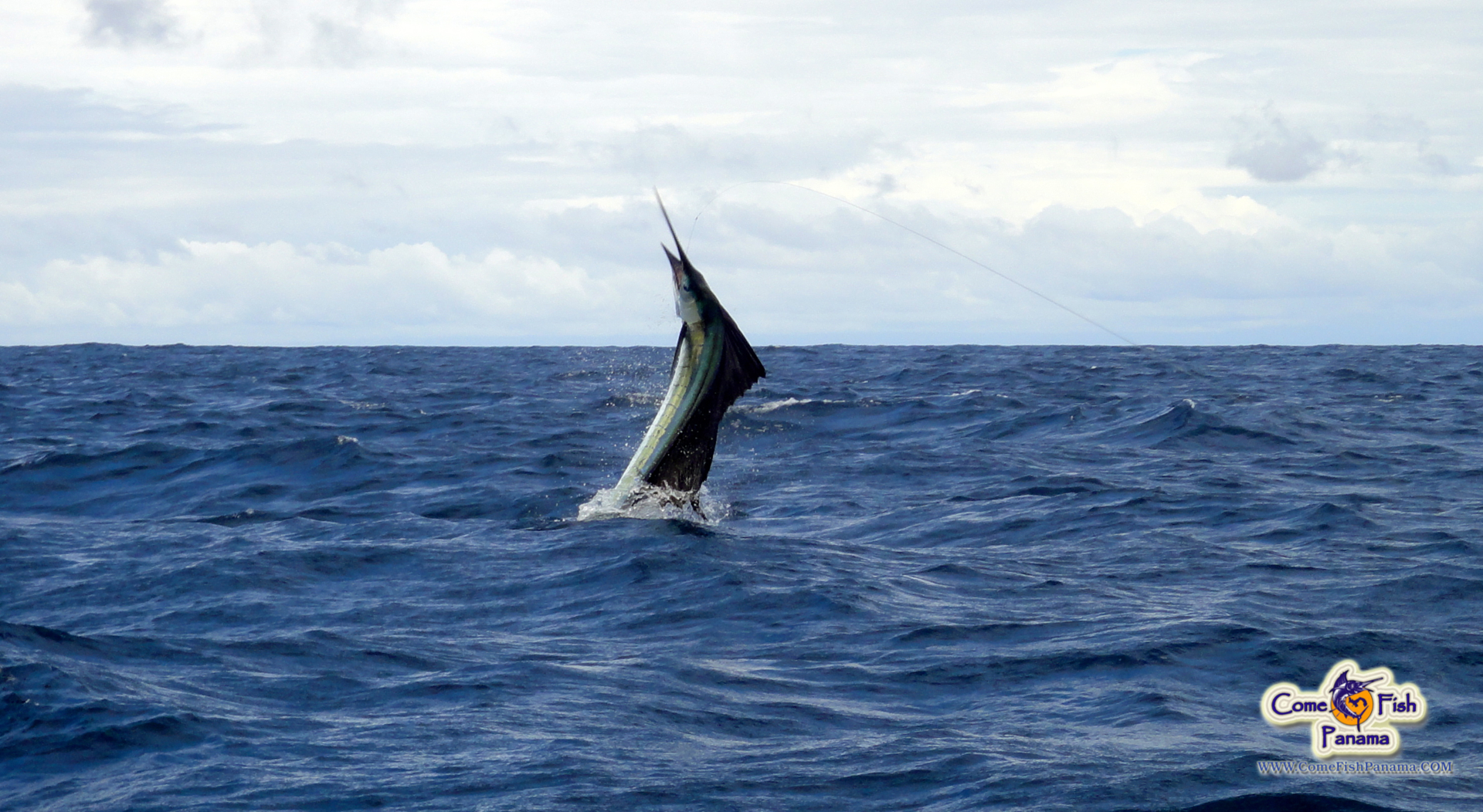 airborne sailfish.jpg