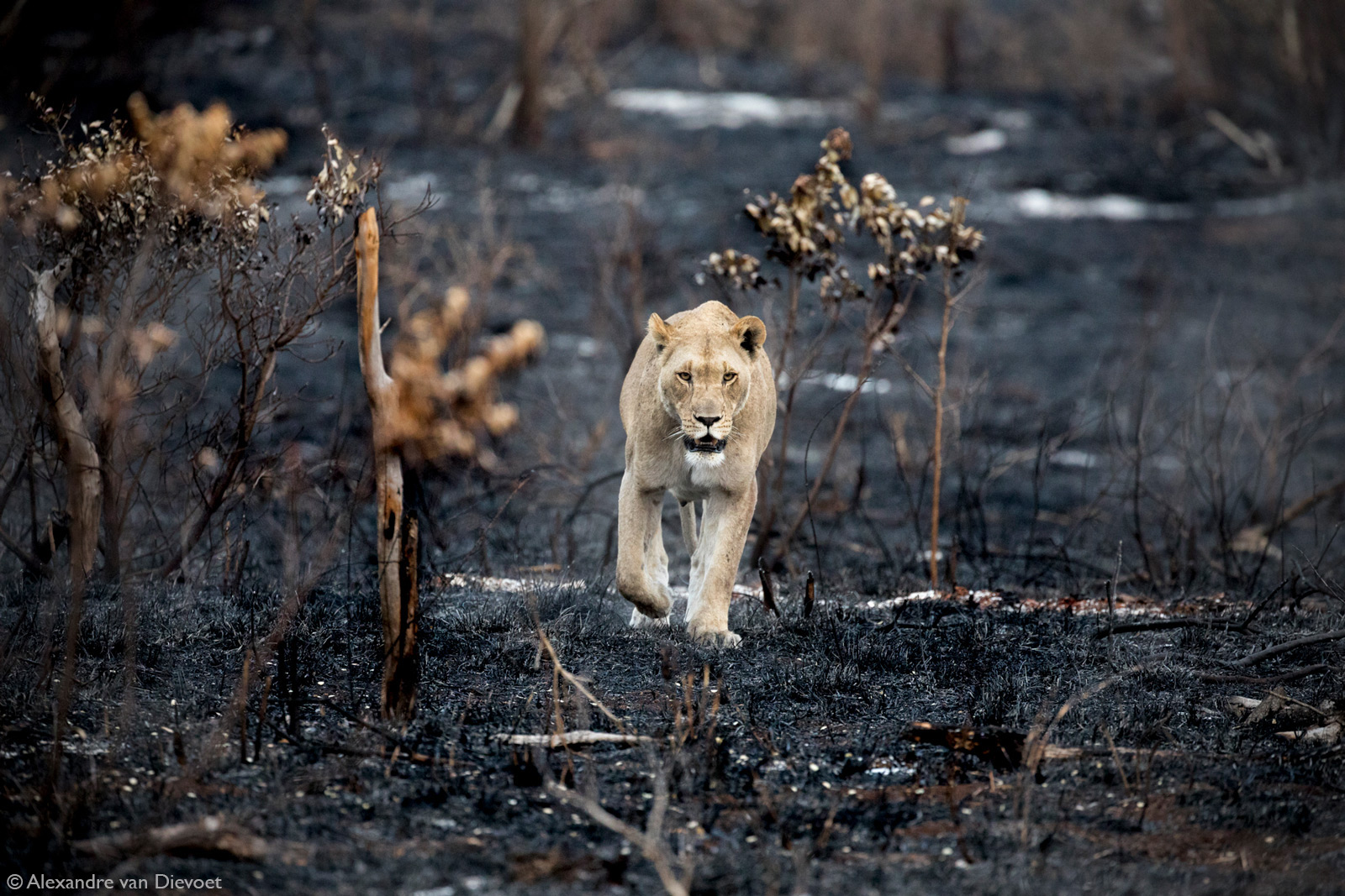 Alexandre-van-Dievoet-lioness-burnt-bush-Phinda-Game-Reserve-South-Africa.jpg