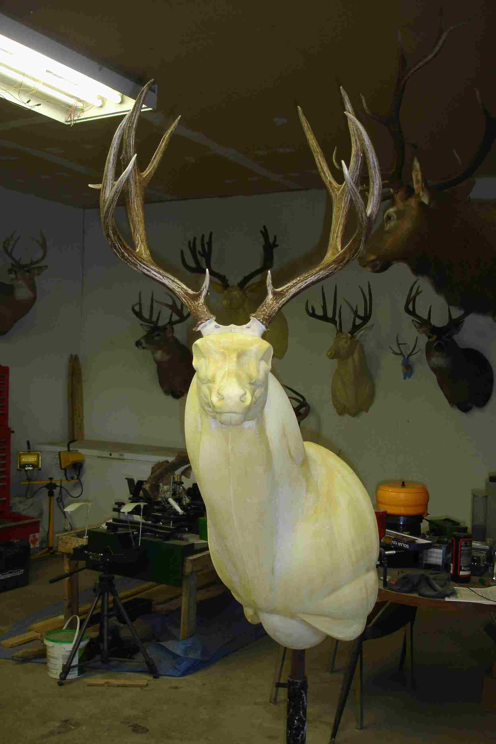 Altered muley.jpg