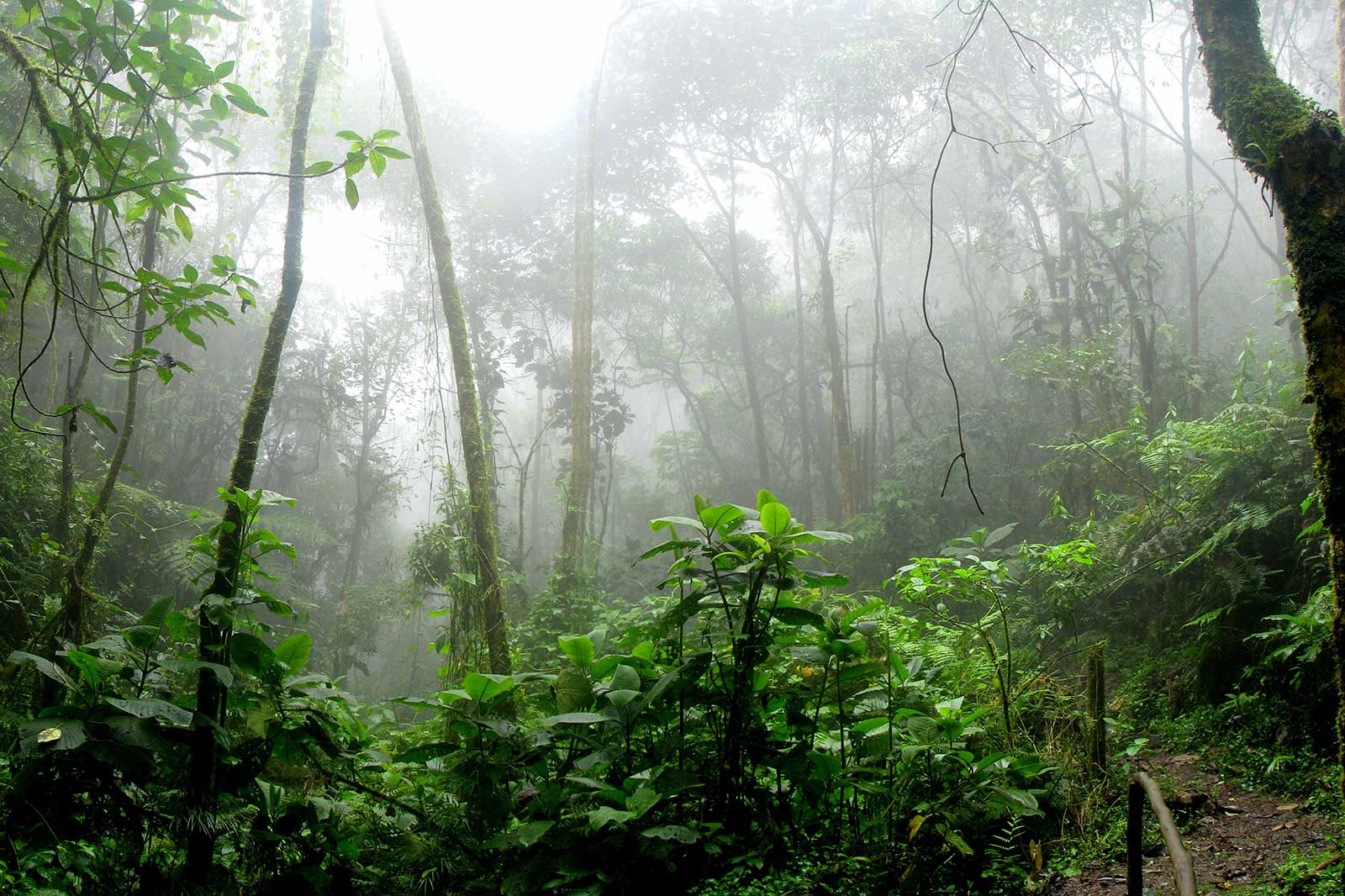 Amazon-Rainforest.jpg