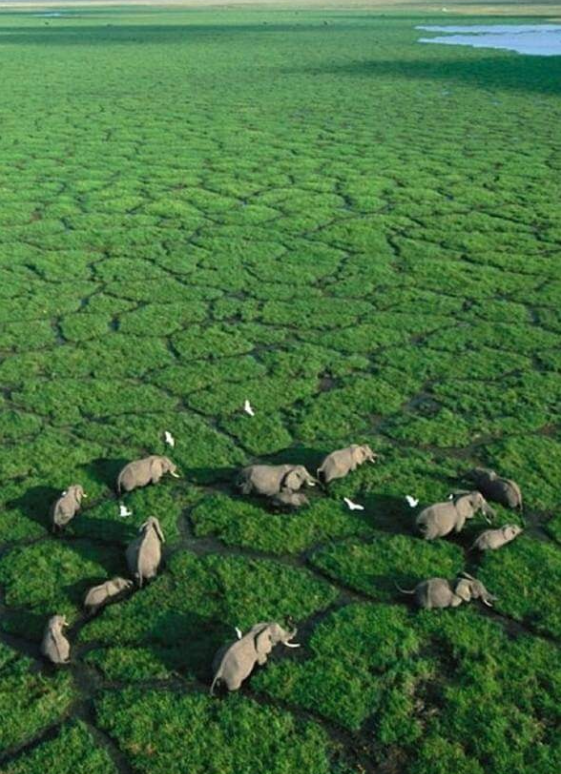 Amboseli National Park, Kenya,.png