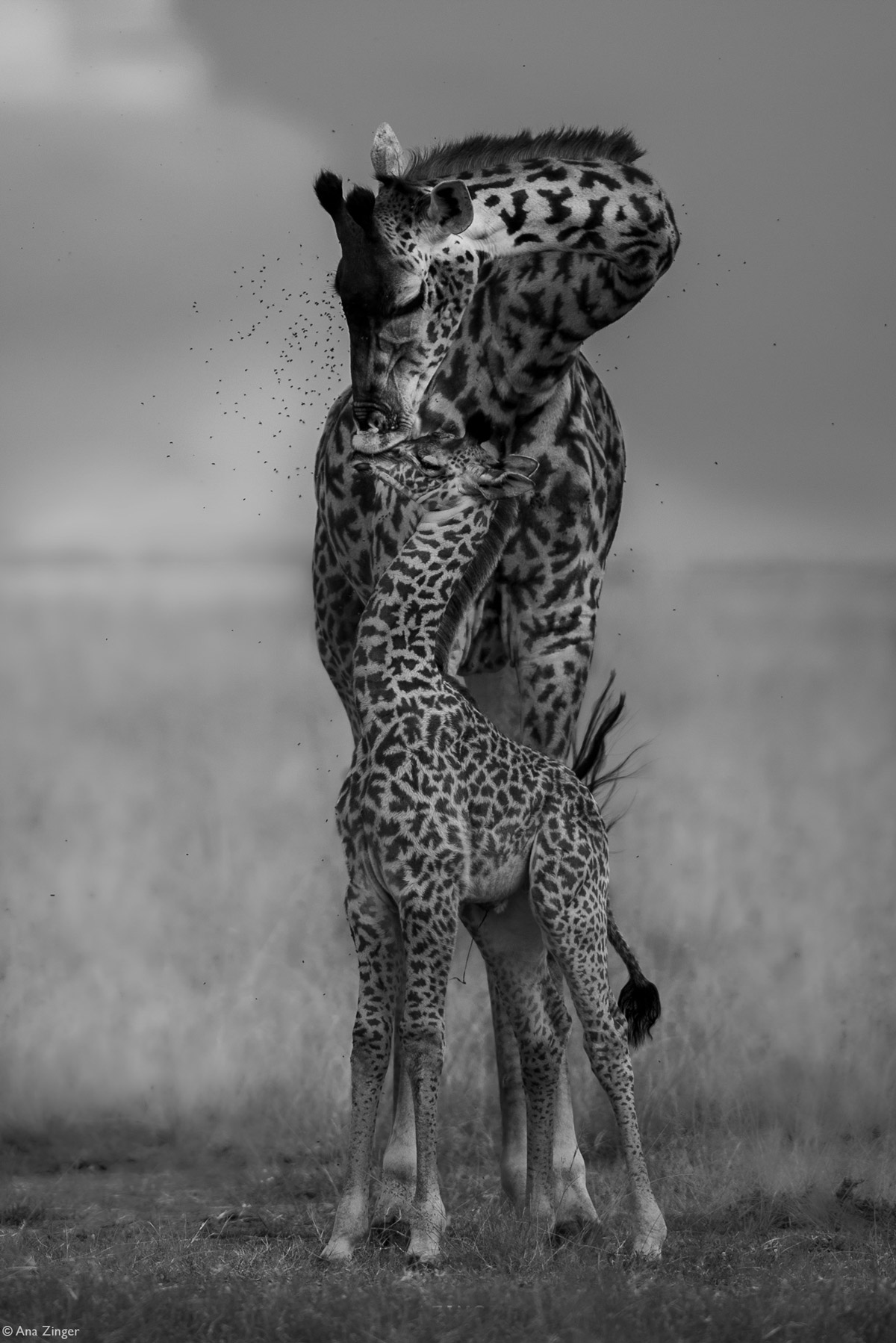 Ana-Zinger-giraffe-Maasai-Mara-Kenya-1.jpg