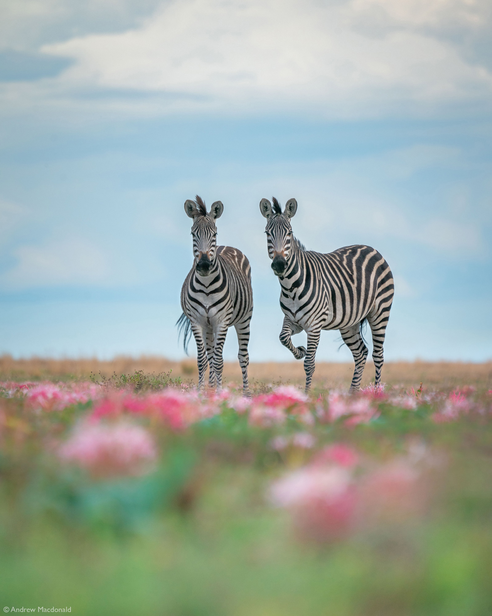 Andrew-Macdonald-Zebras-dance-amongst-the-sand-lilies-Liuwa-Plain-Zambia.jpg